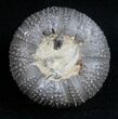 Detailed Psephechinus Fossil Urchin - Morocco #11824-3